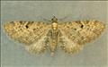 1851 (70.161) Golden-rod Pug